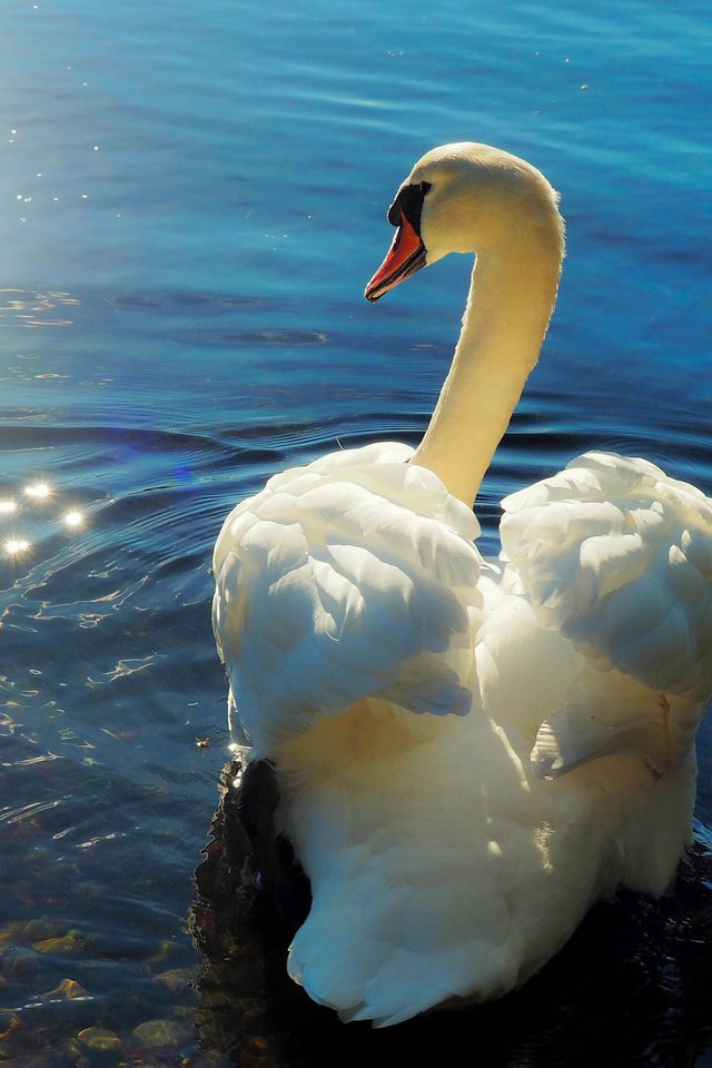 Обои природа, птица, лебедь, nature, bird, swan разрешение 2048x1432 Загрузить