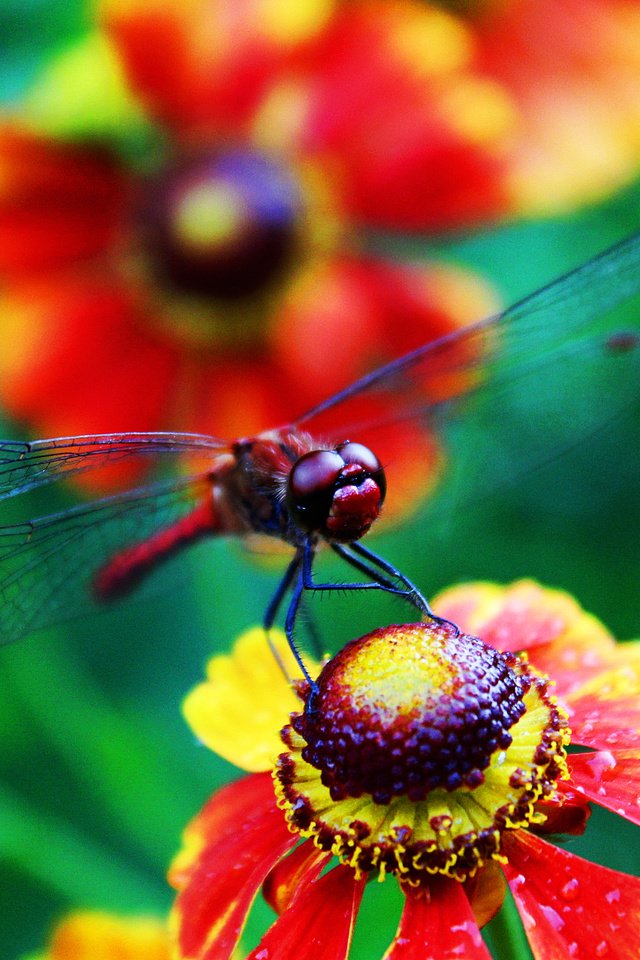 Обои цветы, лето, стрекоза,  цветы, летнее, flowers, summer, dragonfly разрешение 3456x2304 Загрузить