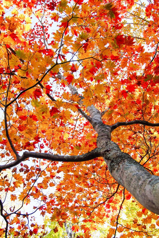 Обои дерево, листья, осень, ствол, tree, leaves, autumn, trunk разрешение 2048x1365 Загрузить