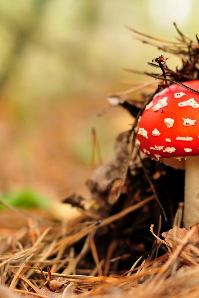 Обои природа, лес, гриб, nature, forest, mushroom разрешение 2560x1699 Загрузить