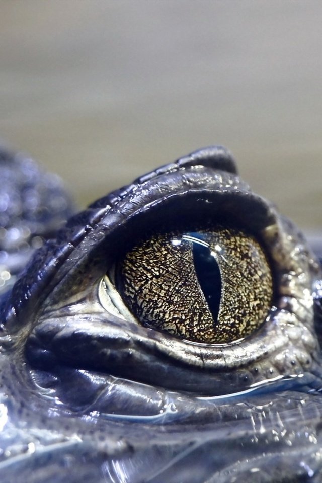 Обои глаза, вода, крокодил, рептилия, глазок, пресмыкающееся, аллигатор, eyes, water, crocodile, reptile, eye, alligator разрешение 2560x1600 Загрузить