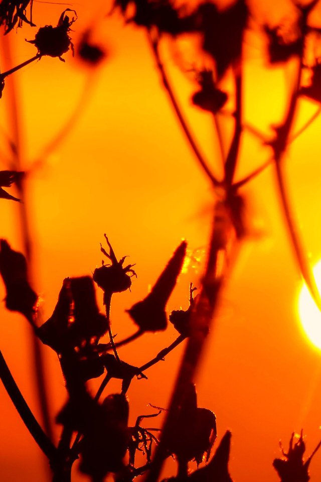 Обои трава, солнце, природа, закат, растение, стебель, сорняк, grass, the sun, nature, sunset, plant, stem, weed разрешение 1920x1200 Загрузить