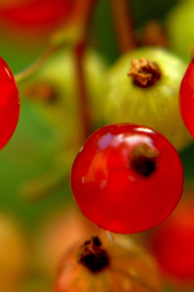 Обои природа, еда, ягоды, смородина, nature, food, berries, currants разрешение 3252x2134 Загрузить