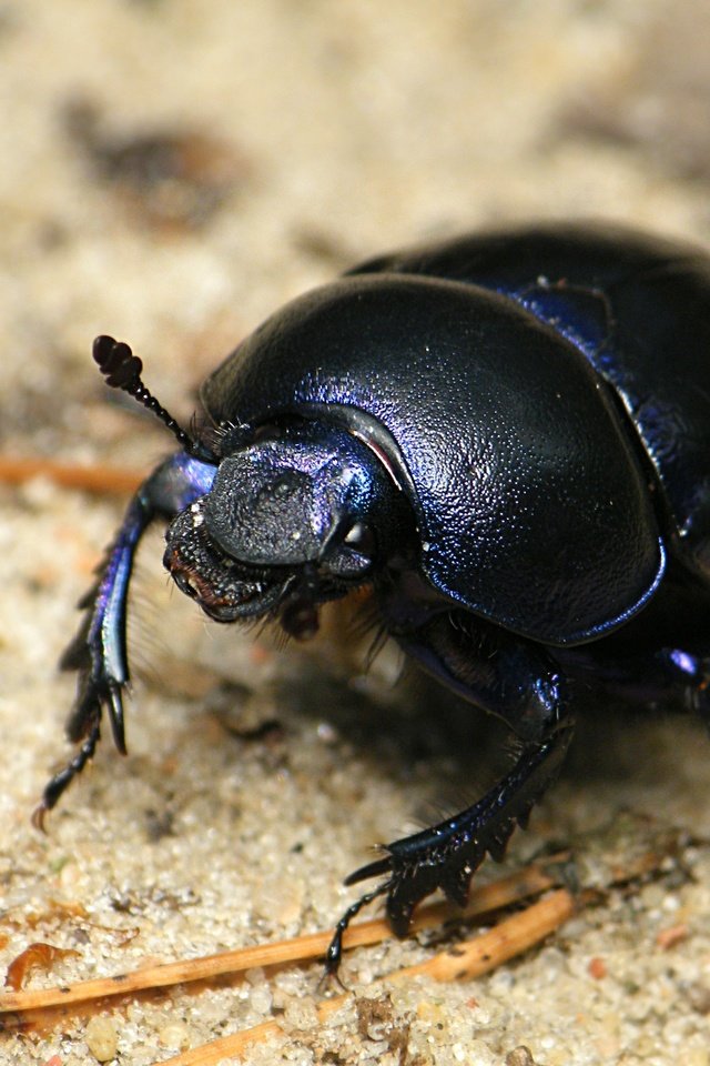 Обои жук, насекомое, черный, блака, beetle, insect, black разрешение 3470x2460 Загрузить