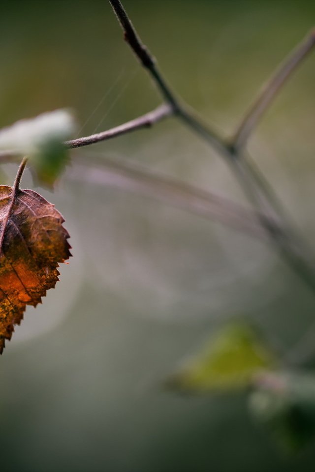 Обои природа, осень, лист, nature, autumn, sheet разрешение 1920x1280 Загрузить