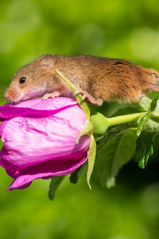 Обои цветок, мышка, harvest mouse, мышь-малютка, flower, mouse, the mouse is tiny разрешение 2048x1394 Загрузить