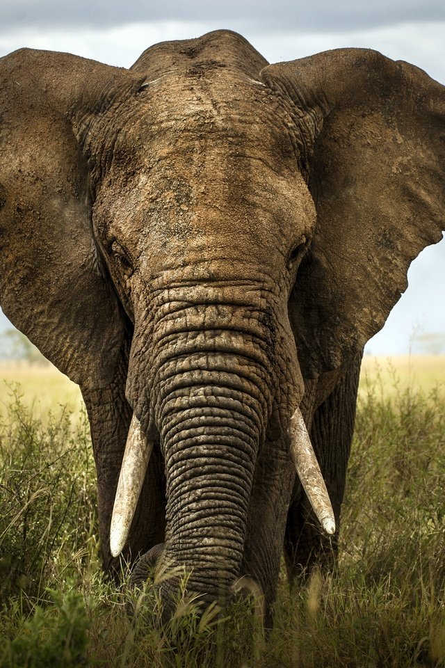 Обои слон, африка, саванна, слоновая кость, elephant, africa, savannah, ivory разрешение 2880x1916 Загрузить