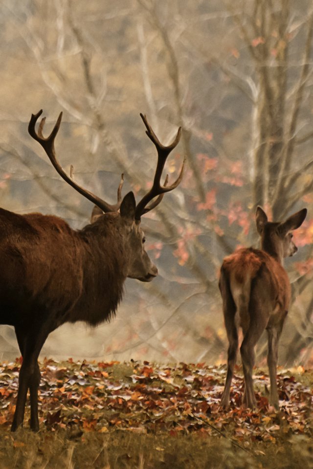 Обои лес, олень, осень, рога, олени, осенние листья, forest, deer, autumn, horns, autumn leaves разрешение 3001x1645 Загрузить