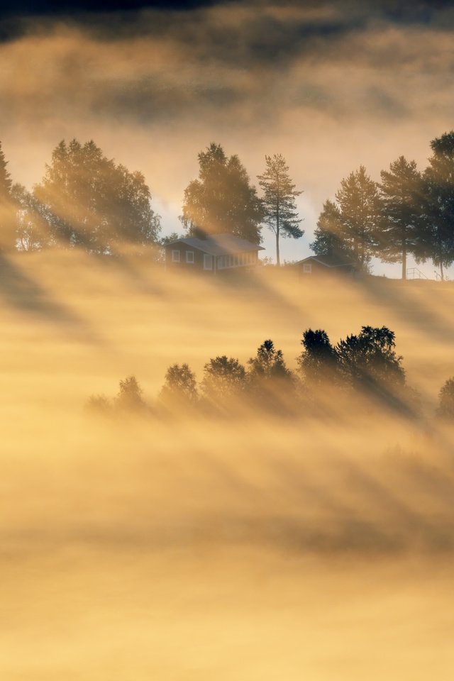 Обои деревья, лес, утро, туман, поле, trees, forest, morning, fog, field разрешение 5079x2857 Загрузить