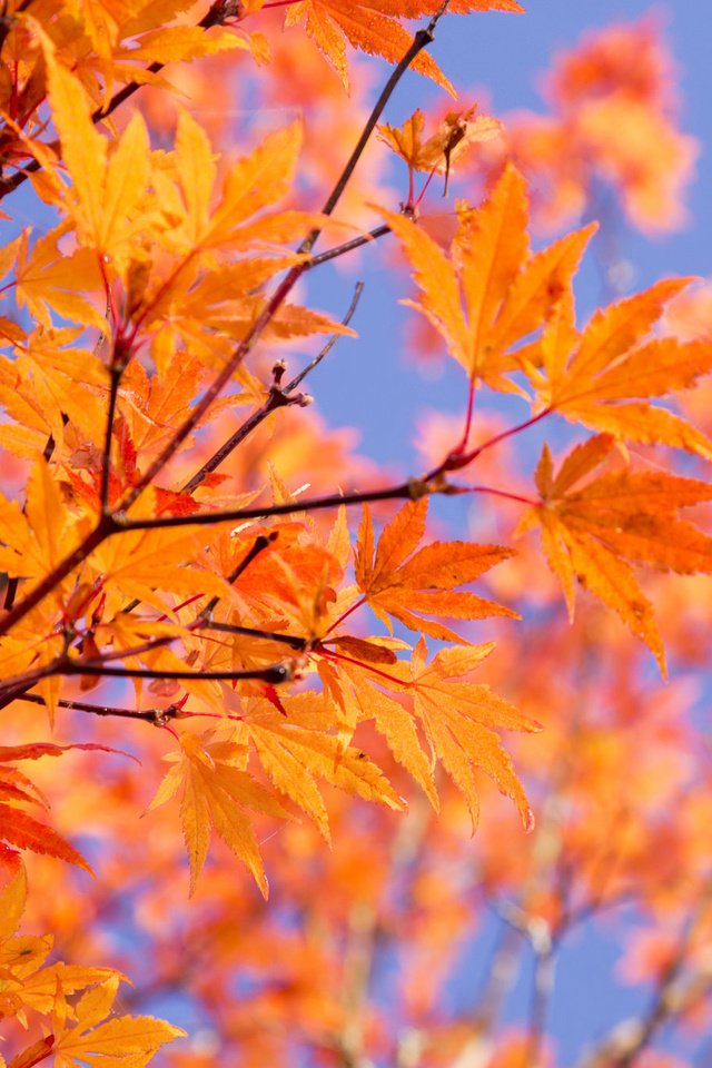 Обои небо, листья, ветки, осень, the sky, leaves, branches, autumn разрешение 2048x1365 Загрузить