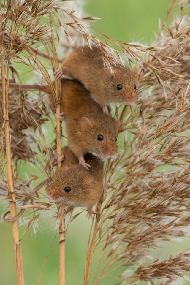 Обои мыши, камыш, трио, harvest mouse, мышь-малютка, троица, mouse, reed, trio, the mouse is tiny, trinity разрешение 2880x2161 Загрузить