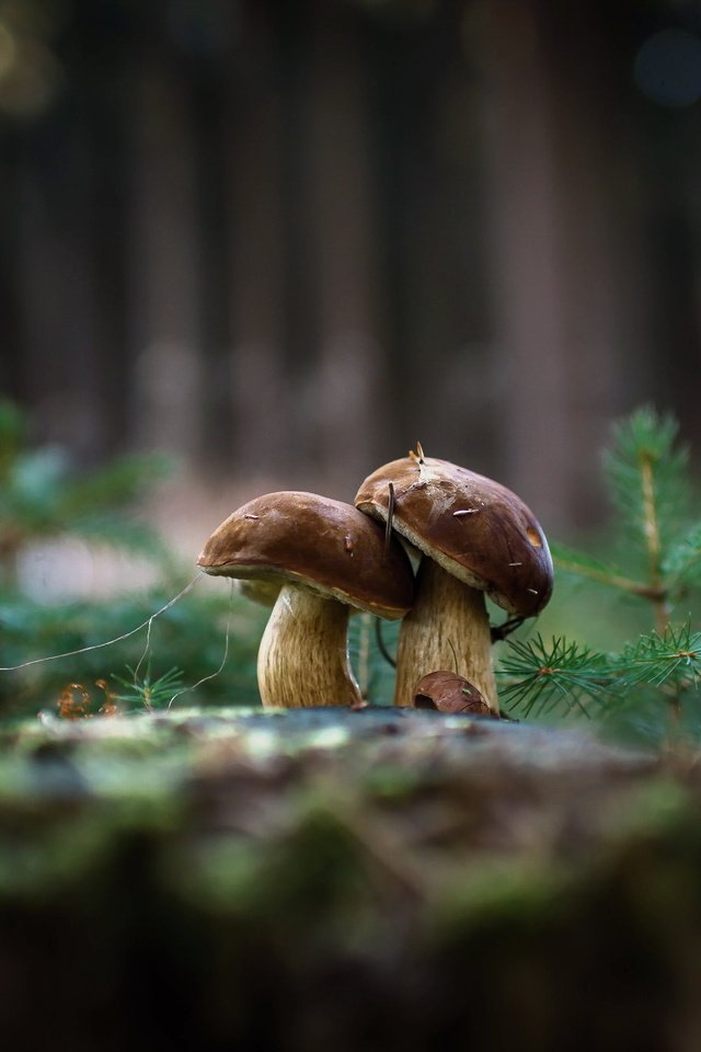 Обои природа, фон, грибы, гриб, nature, background, mushrooms, mushroom разрешение 2048x1362 Загрузить