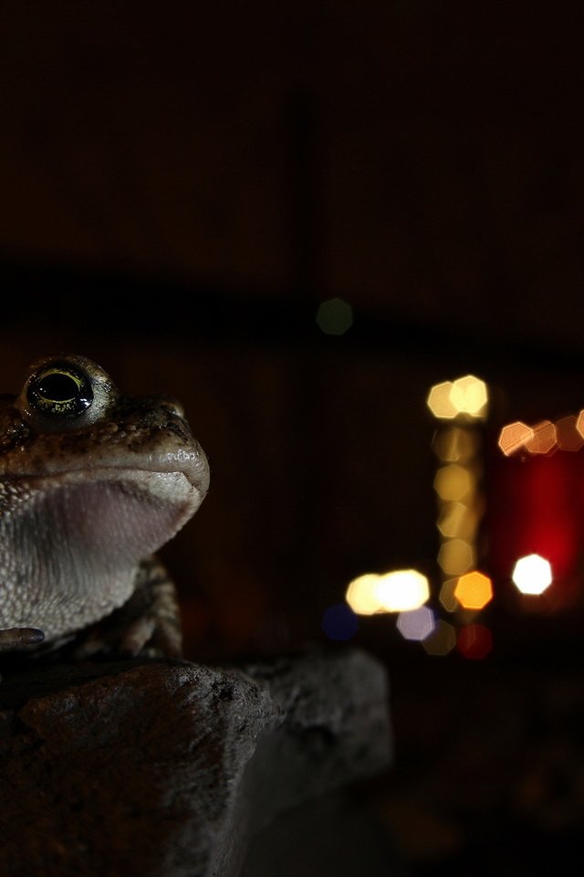 Обои ночь, фон, лягушка, night, background, frog разрешение 2560x1707 Загрузить