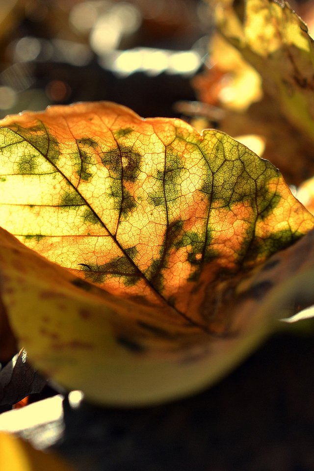 Обои природа, листья, осень, nature, leaves, autumn разрешение 2048x1185 Загрузить
