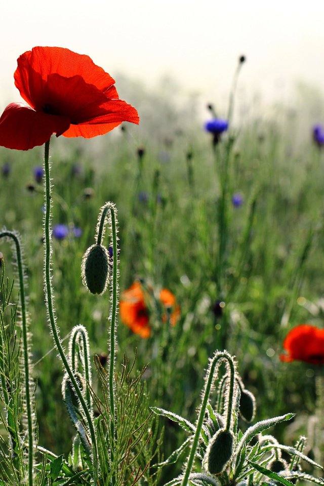 Обои цветы, бутоны, утро, лепестки, маки, весна, стебли, васильки, flowers, buds, morning, petals, maki, spring, stems, cornflowers разрешение 2048x1386 Загрузить