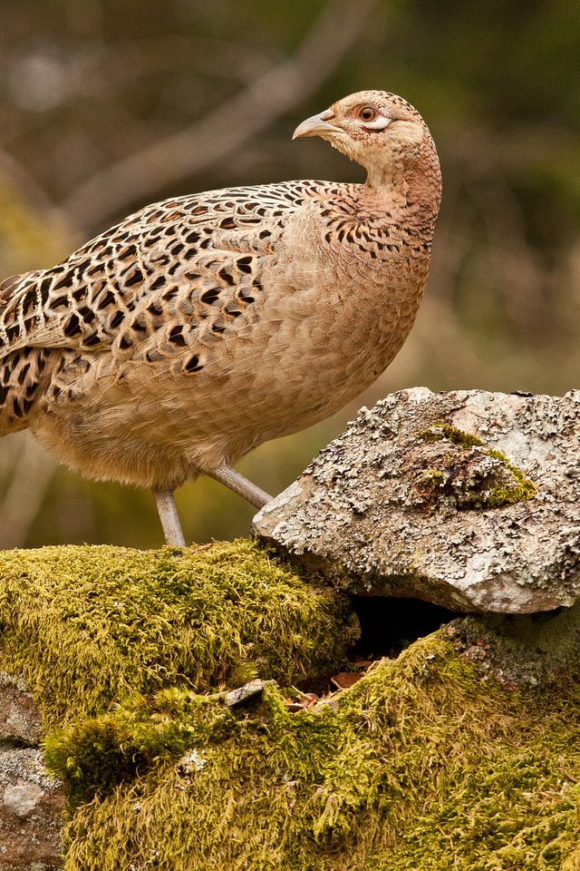 Обои камни, птица, мох, фазан, stones, bird, moss, pheasant разрешение 2048x1365 Загрузить