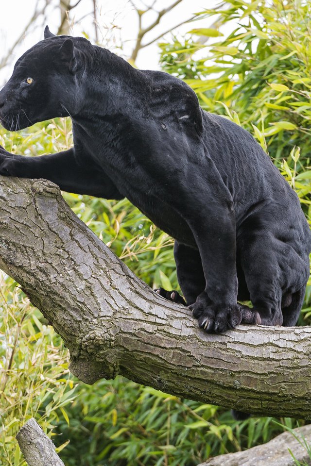 Обои дерево, кошка, черный, ягуар, пантера, ©tambako the jaguar, tree, cat, black, jaguar, panther разрешение 2048x1365 Загрузить