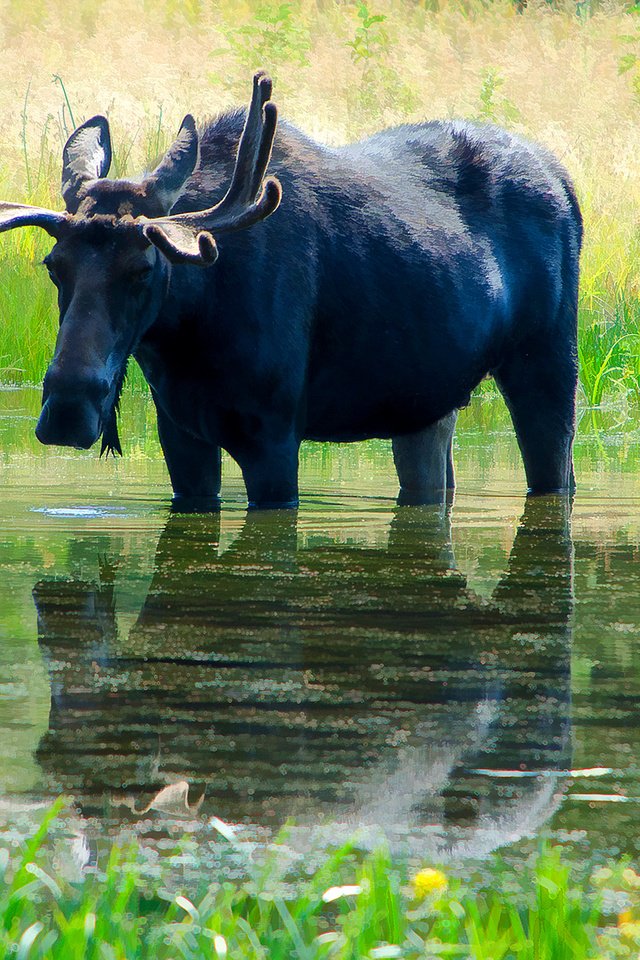 Обои цветы, трава, вода, река, природа, отражение, рога, лось, flowers, grass, water, river, nature, reflection, horns, moose разрешение 1920x1230 Загрузить