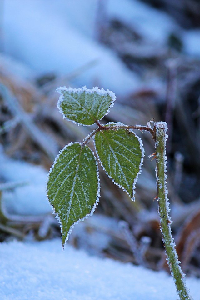 Обои снег, природа, зима, листочки, веточки, snow, nature, winter, leaves, twigs разрешение 2048x1365 Загрузить