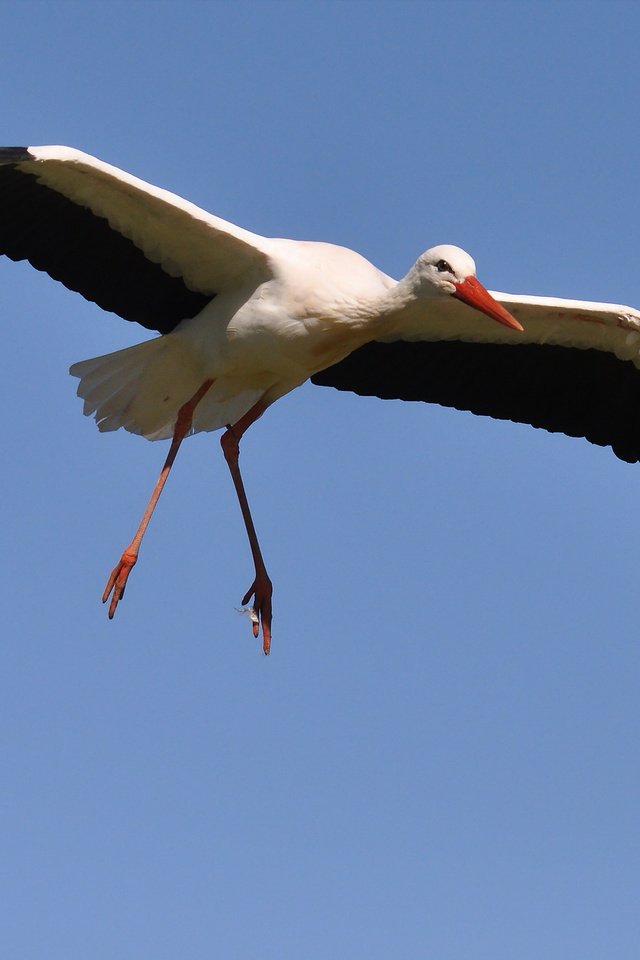 Обои небо, полет, крылья, птица, клюв, перья, аист, белый аист, the sky, flight, wings, bird, beak, feathers, stork разрешение 2560x1707 Загрузить