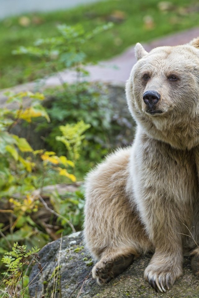 Обои взгляд, медведь, камень, ©tambako the jaguar, look, bear, stone разрешение 2880x1917 Загрузить