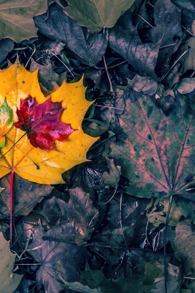 Обои природа, листья, осень, nature, leaves, autumn разрешение 2048x1157 Загрузить