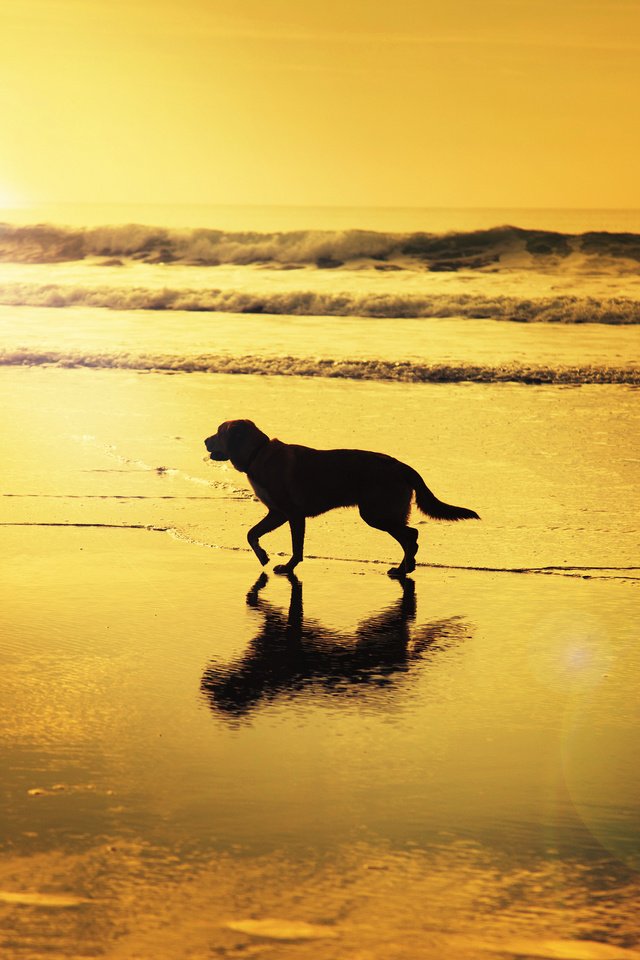 Обои восход, волны, отражение, пляж, собака, зеркало, тень, солнечный, sunrise, wave, reflection, beach, dog, mirror, shadow, solar разрешение 2048x1365 Загрузить