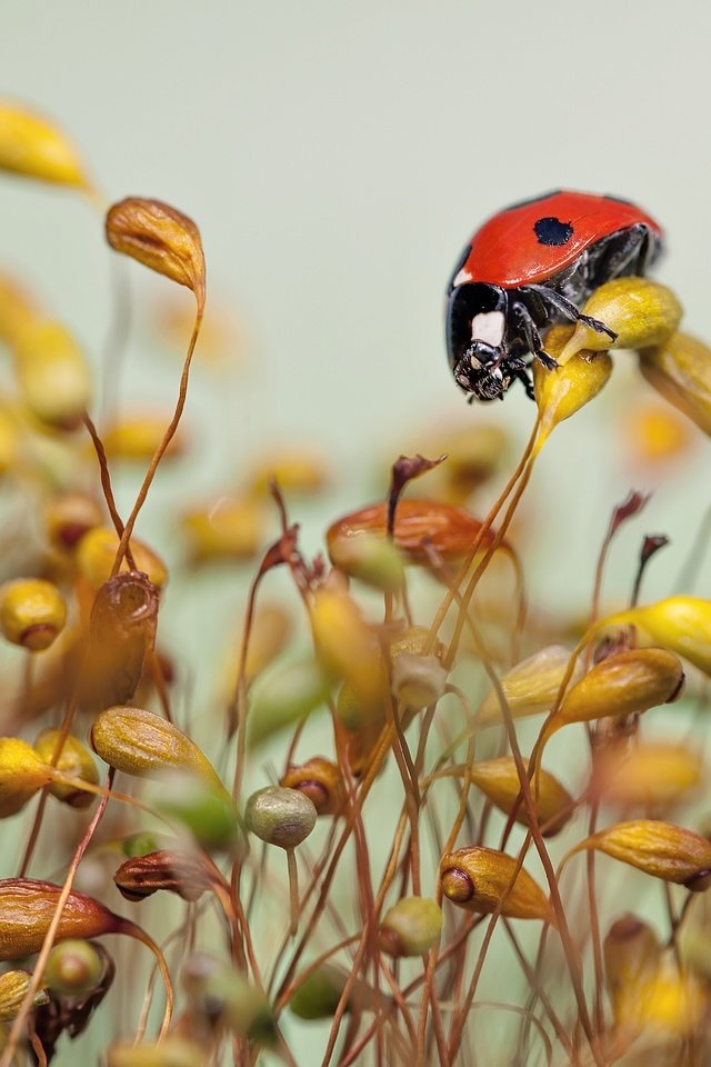 Обои трава, макро, божья коровка, травинки, grass, macro, ladybug разрешение 2560x1955 Загрузить