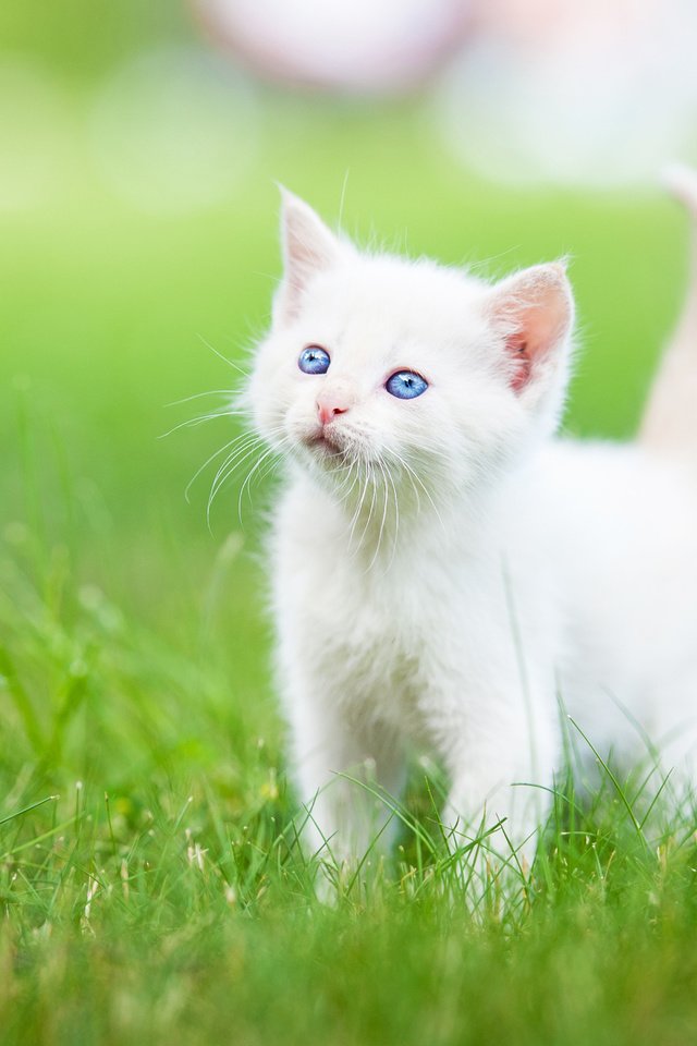 Обои трава, котенок, малыш, голубые глаза, белый котёнок, grass, kitty, baby, blue eyes, white kitten разрешение 5110x3400 Загрузить