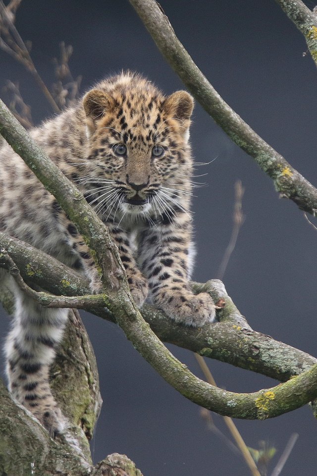 Обои ветки, котенок, леопард, детеныш, дальневосточный леопард, амурский леопард, branches, kitty, leopard, cub, the far eastern leopard, the amur leopard разрешение 2048x1481 Загрузить