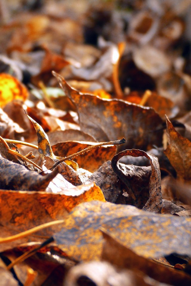 Обои листья, листва, осень, желтые, бордюр, обочина, leaves, foliage, autumn, yellow, border, roadside разрешение 4320x2700 Загрузить