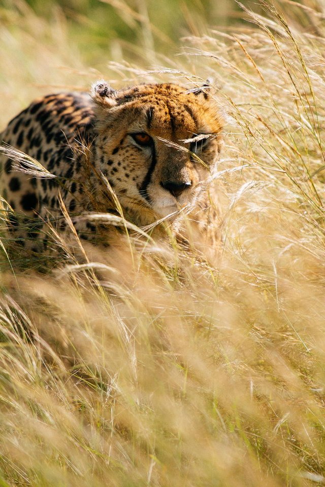 Обои трава, африка, охота, гепард, grass, africa, hunting, cheetah разрешение 2000x1331 Загрузить