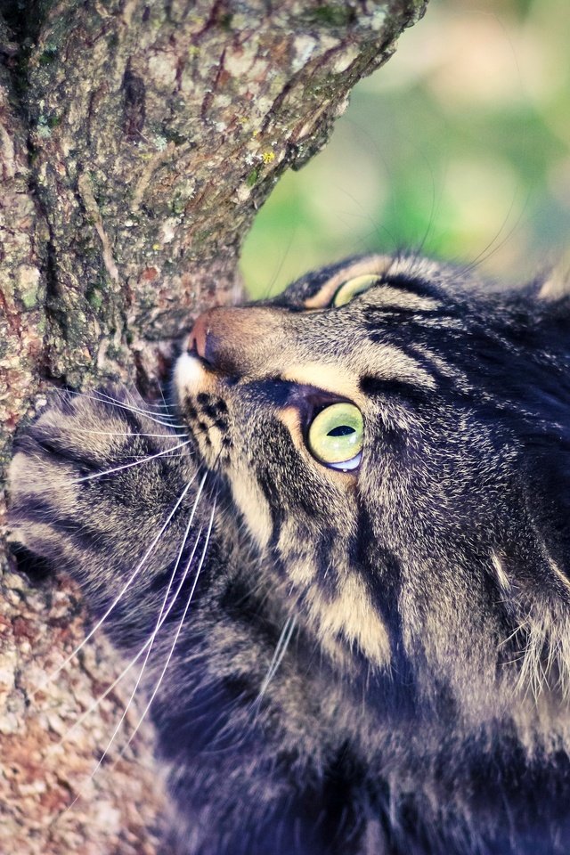 Обои глаза, дерево, кот, лето, eyes, tree, cat, summer разрешение 2880x1920 Загрузить