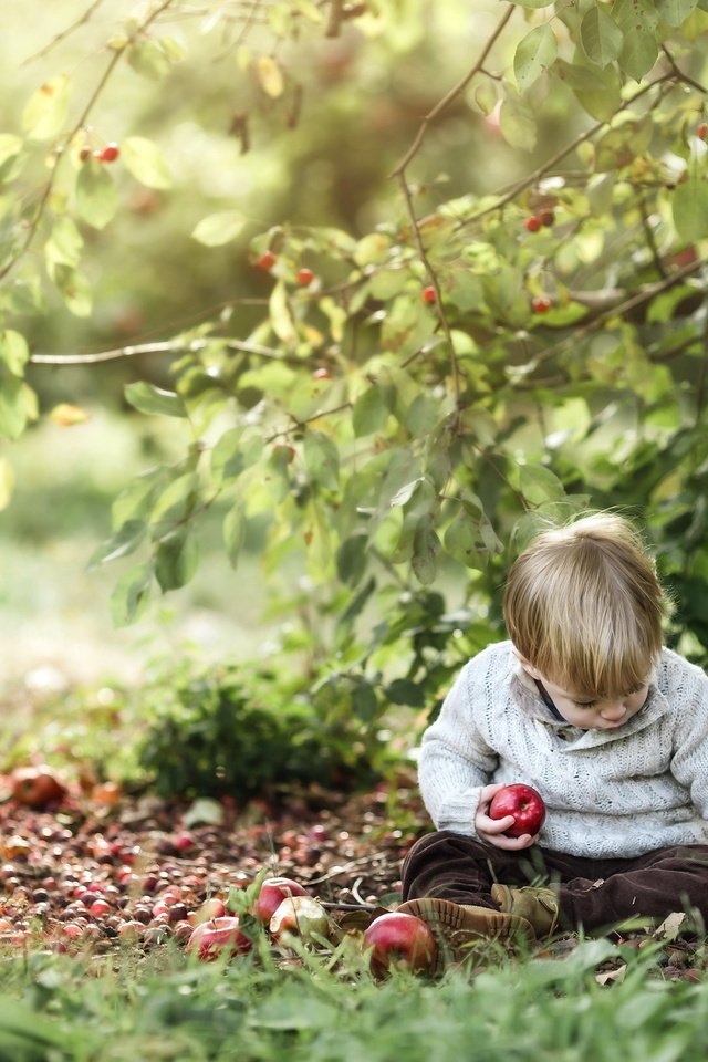 Обои природа, яблоки, мальчик, nature, apples, boy разрешение 2048x1365 Загрузить