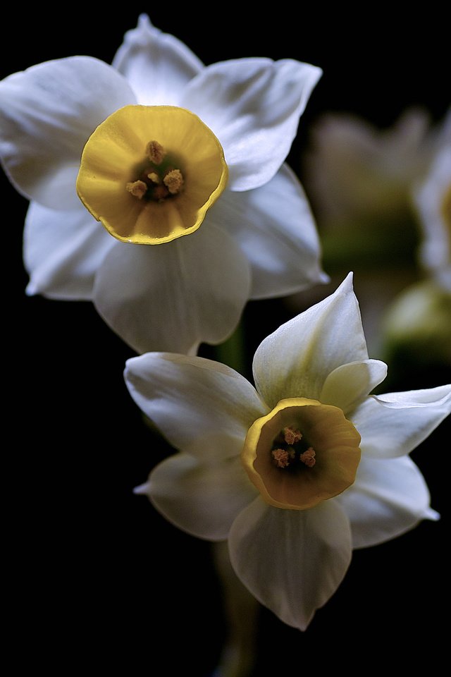 Обои цветы, природа, фон, нарциссы, flowers, nature, background, daffodils разрешение 2048x1365 Загрузить