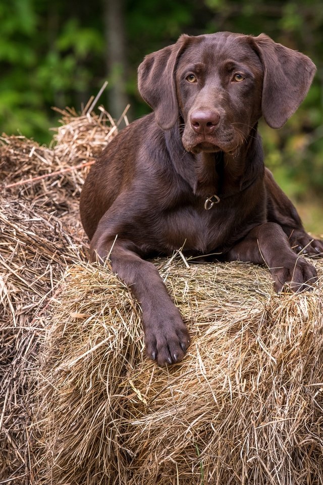 Обои взгляд, собака, друг, лабрадор, look, dog, each, labrador разрешение 2880x1920 Загрузить