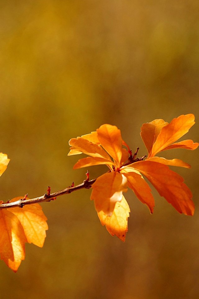 Обои ветка, листья, макро, осень, боке, branch, leaves, macro, autumn, bokeh разрешение 2880x1914 Загрузить
