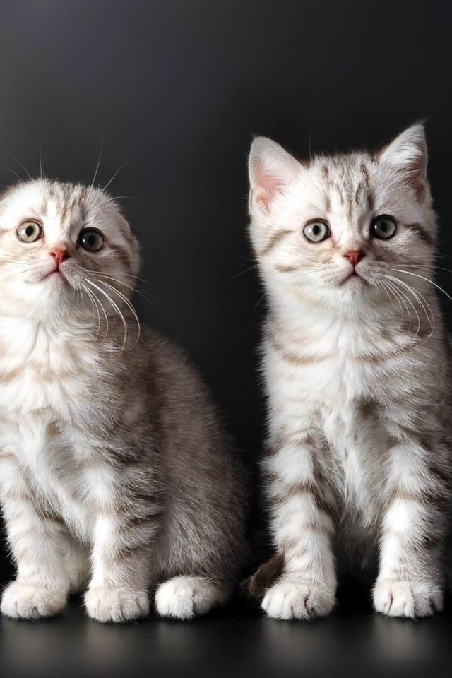 Обои котята, шотланские, веслоухие, kittens, shotlanskogo, islohia разрешение 1920x1080 Загрузить