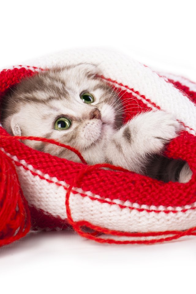 Обои котенок, шапка, клубок, малыш, нитки, скоттиш-фолд, шотландская вислоухая кошка, kitty, hat, tangle, baby, thread, scottish fold, scottish fold cat разрешение 4879x3323 Загрузить