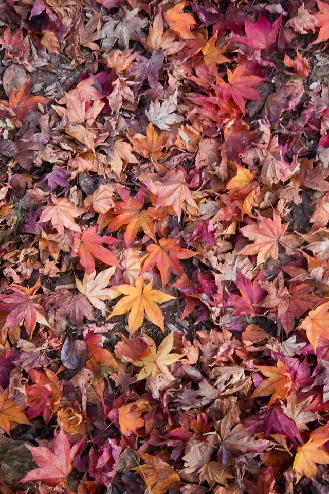Обои природа, листья, осень, nature, leaves, autumn разрешение 2144x1424 Загрузить