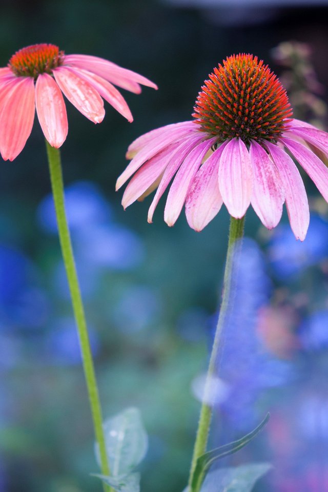 Обои цветы, природа, лепестки, стебли, эхинацея, flowers, nature, petals, stems, echinacea разрешение 2048x1360 Загрузить