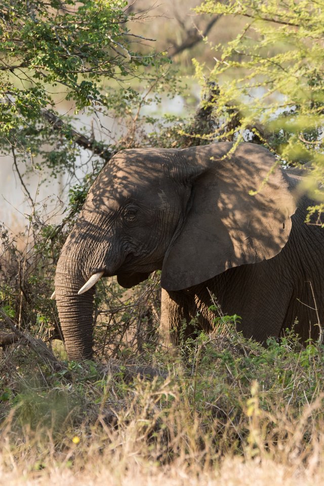 Обои трава, природа, зелень, слон, африка, grass, nature, greens, elephant, africa разрешение 2048x1367 Загрузить