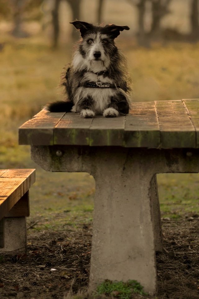 Обои взгляд, стол, собака, скамейки, друг, терьер, pogmomadra, look, table, dog, benches, each, terrier разрешение 2048x1365 Загрузить