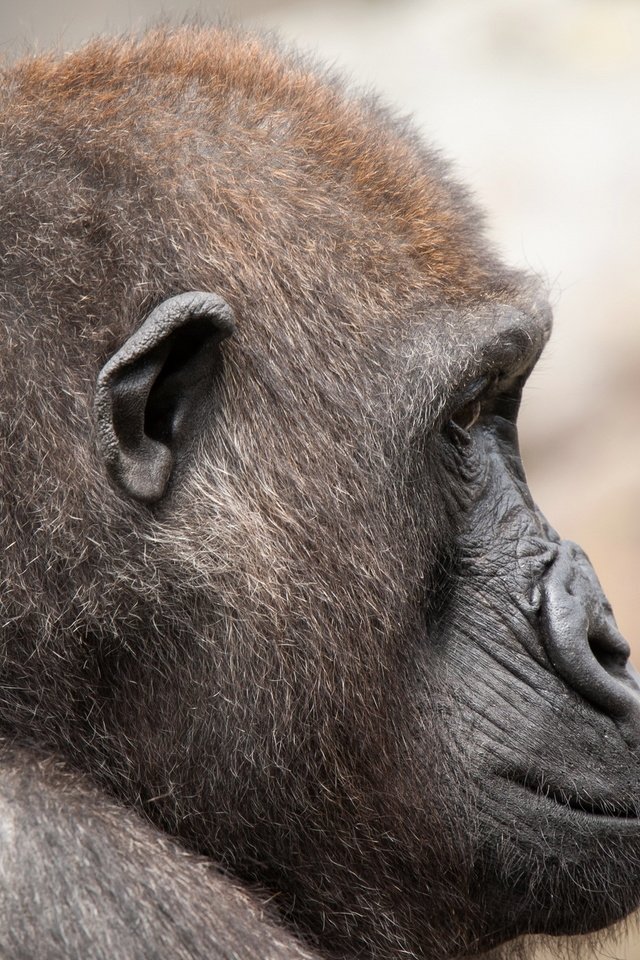 Обои фон, взгляд, обезьяна, горилла, background, look, monkey, gorilla разрешение 2560x1600 Загрузить