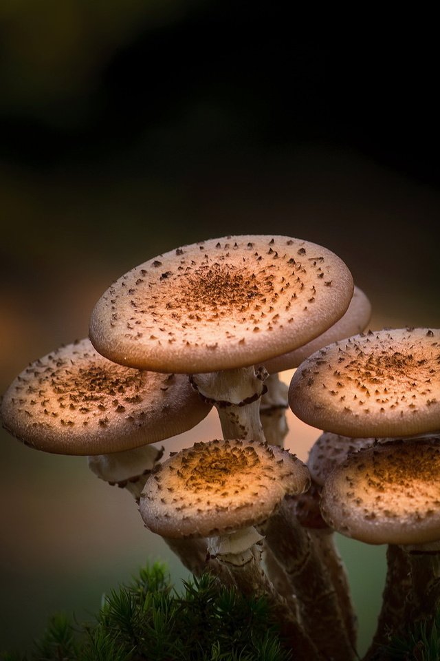 Обои природа, фон, грибы, nature, background, mushrooms разрешение 2047x1171 Загрузить