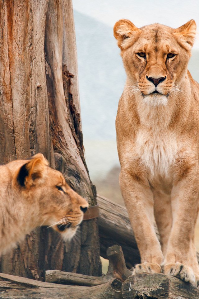 Обои дерево, пейзаж, африка, саванна, львицы, tree, landscape, africa, savannah, lioness разрешение 2880x1800 Загрузить