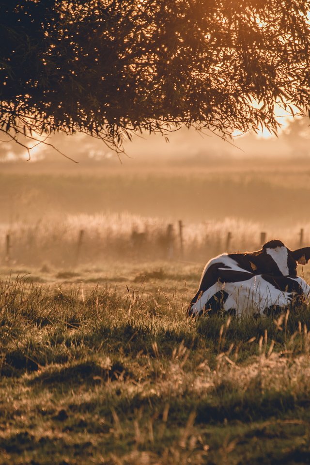 Обои природа, утро, животное, корова, nature, morning, animal, cow разрешение 5898x3937 Загрузить