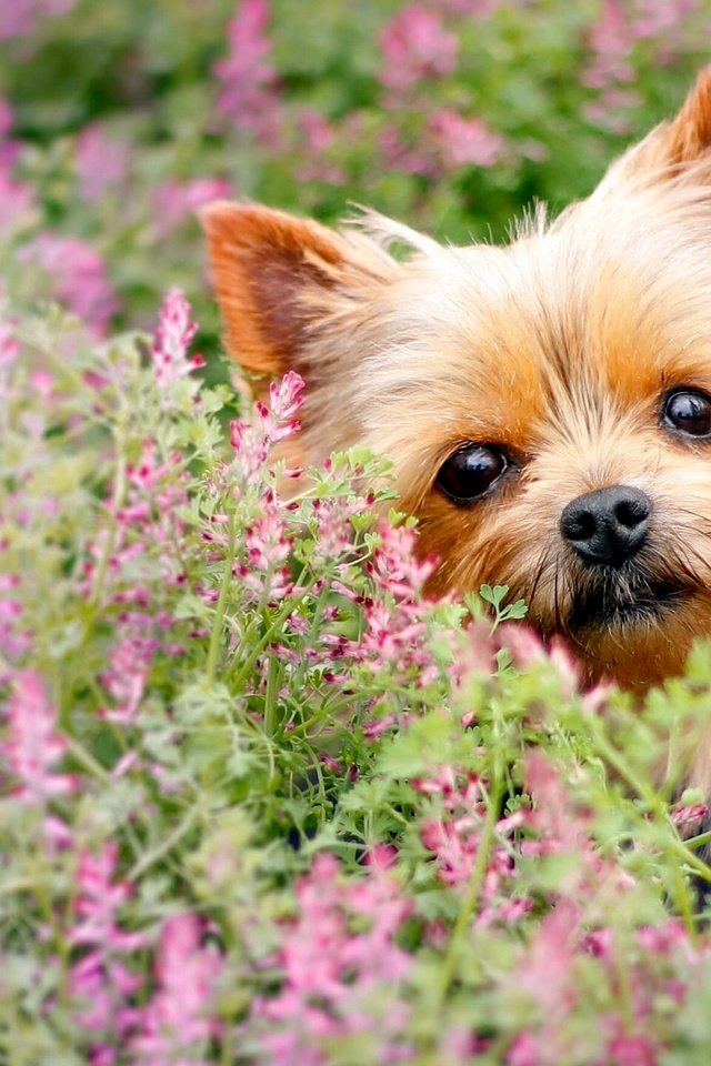 Обои цветы, взгляд, собака, мордашка, йорк, йоркширский терьер, flowers, look, dog, face, york, yorkshire terrier разрешение 1920x1442 Загрузить