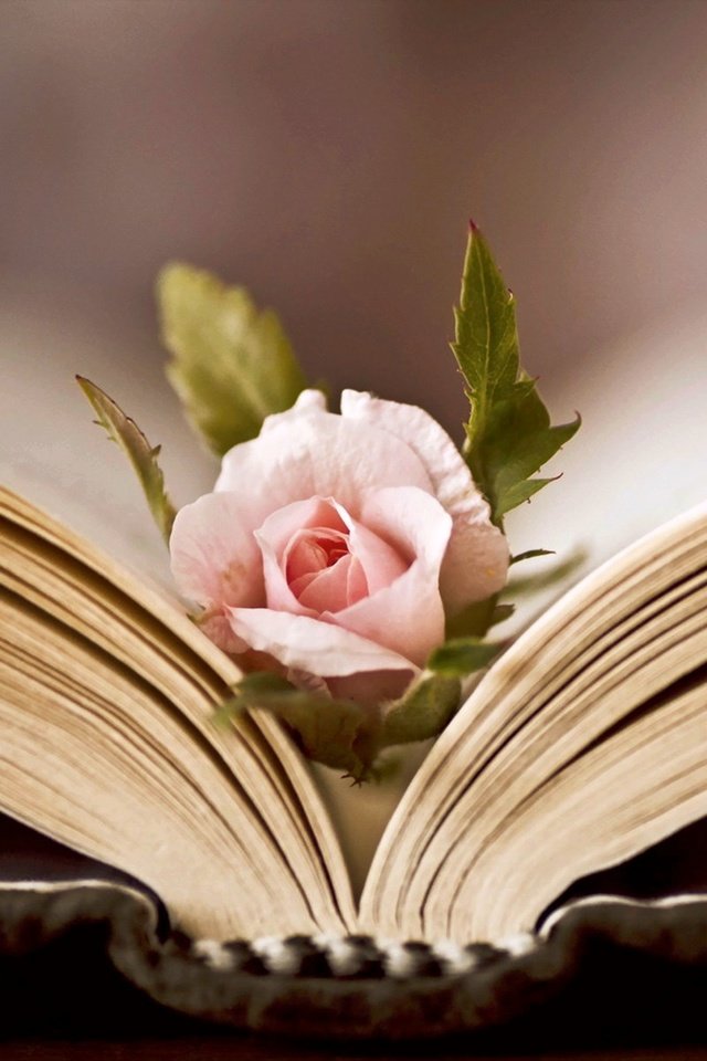 Обои цветок, роза, книга, flower, rose, book разрешение 1920x1200 Загрузить