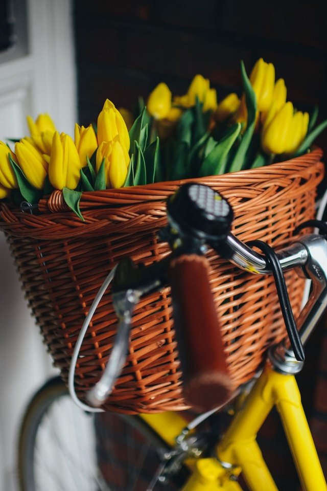 Обои цветы, корзина, тюльпаны, красивые, велосипед, flowers, basket, tulips, beautiful, bike разрешение 2880x1922 Загрузить